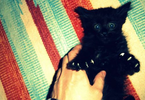 una-casa-per-fortunata-la-gattina-nera-trovata-sulla-131