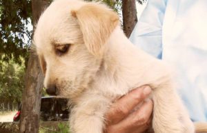 Mamma e cucciolo cercano casa – FOTO mamma-e-cucciolo-cercano-casa-foto