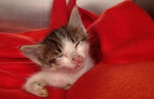 Gattini ustionati con l’acido, i veterinari cercano di salvare i cuccioli sopravvissuti – FOTO gattini-ustionati-con-l-and-rsquo-acido-i-veterinari-cercano-di-salvare-i-cuccioli-sopravvissuti-foto