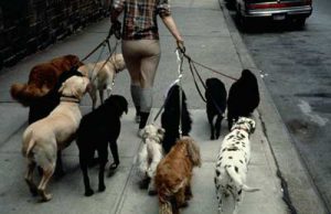 lotta-all-and-rsquo-abbandono-degli-animali-il-comune-dice-s-and-igrave-a-sos-fido