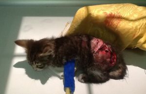 il-gattino-and-quot-cinghia-and-quot-rimane-incastrato-in-un-motore-ferito-gravemente-ora-cerca-casa