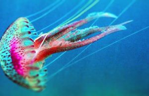meduse-in-aumento-nei-mari-sardi-and-ldquo-colpa-della-pesca-intensiva-and-rdquo