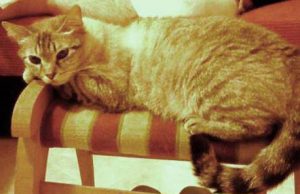 and-lsquo-cercasi-zoe-disperatamente-and-rsquo-appello-per-una-gattina-smarrita-a-quartu