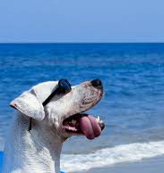 bau-beach-riapre-a-quartu-la-spiaggia-riservata-ai-cani-e-ai-loro-padroni