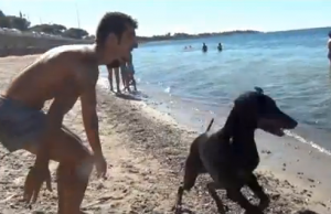 and-quot-la-spiaggia-and-egrave-un-po-sporca-ma-abbiamo-solo-questa-dove-portare-i-nostri-cani-and-quot-video