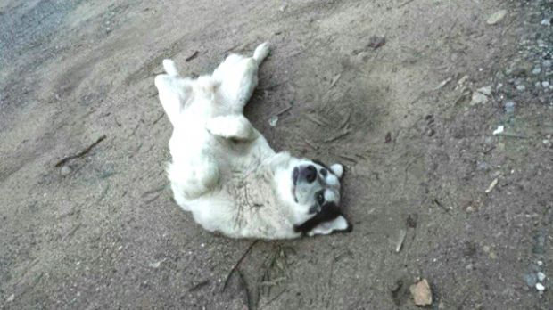 Trova randagio colpito da una fucilata trova-randagio-colpito-da-una-fucilata-l-appello-di-valentina-and-quot-cure-costose-aiutatemi-and-quot