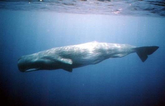 cetacei-in-sardegna-avvistamenti-in-aumento-4-balenottere-e-2-capodogli