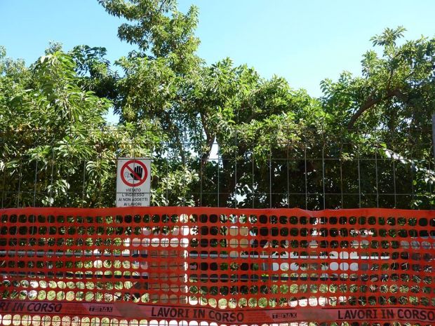 addio-alberi-a-terrapieno-and-ldquo-muro-pericolante-via-5-pini-ma-ne-ripianteremo-7-and-rdquo