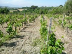 Un marchio di tutela per i vigneti storici del Mandrolisai