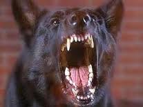 cane-aizzato-aggredisce-clienti-di-un-bar-e-un-bimbo-l-and-rsquo-animale-abbattuto-dai-carabinieri