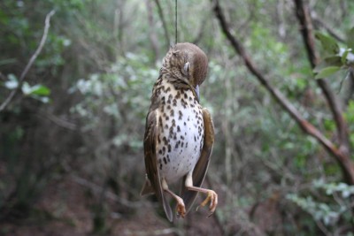 Capoterra capoterra-maxi-sequestro-di-lacci-e-trappole-per-catturare-i-tordi