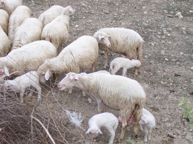 coca-nell-and-rsquo-ovile-arrestato-un-pastore-di-furtei