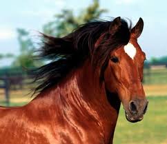 entrano-nel-maneggio-per-rubare-trovano-poco-e-macellano-un-cavallo