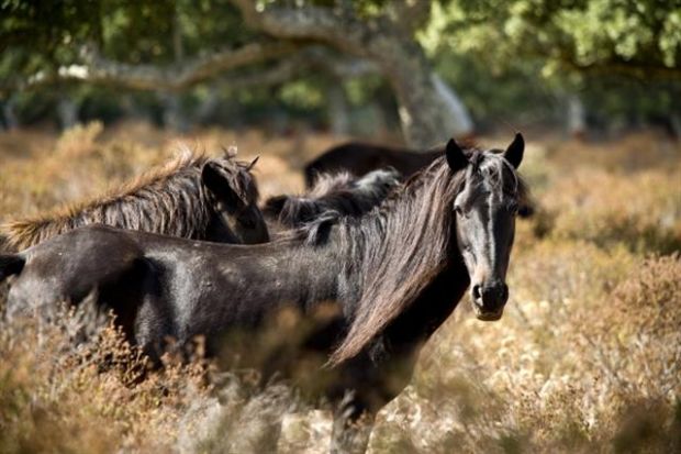 smarriti-nella-giara-di-gesturi-tre-escursionisti-salvati-dai-carabinieri