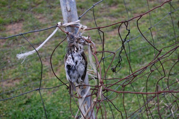 Via le trappole per “pilloneddus de taccula” via-le-trappole-per-and-ldquo-pilloneddus-de-taccula-and-rdquo