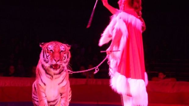 stop-al-circo-mancano-le-autorizzazioni-infuriati-genitori-e-bimbi