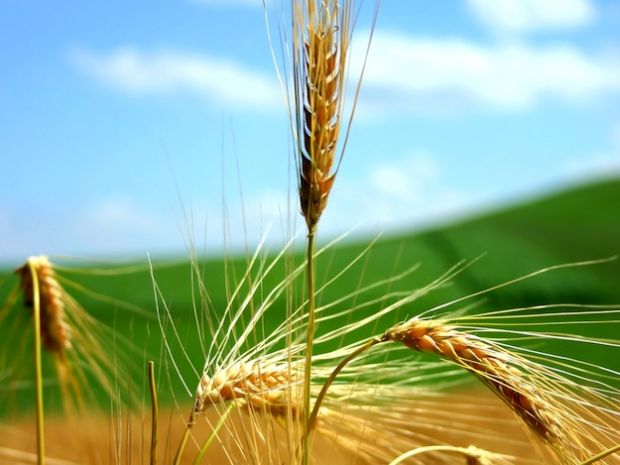 agricoltura-green-imprenditrice-sarda-premiata-a-roma