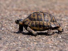 Carloforte: recuperato un esemplare di tartaruga marina trova-una-tartaruga-in-spiaggia-e-se-la-porta-via-denunciato-un-turista
