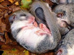 Il ghiro sardo sfida l’estinzione, un video nel suo habitat tra Urzulei e Orgosolo il-ghiro-sardo-sfida-l-and-rsquo-estinzione-un-video-nel-suo-habitat-tra-urzulei-e-orgosolo