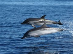 spari-ad-aria-compressa-per-la-caccia-al-petrolio-and-ldquo-rischi-per-tartarughe-e-delfini-and-rdquo