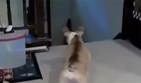 il-cagnolino-pi-and-ugrave-coraggioso-del-mondo