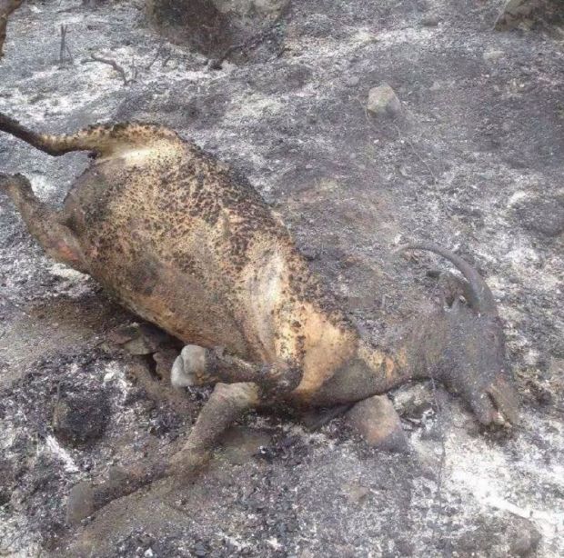 l-and-rsquo-isola-brucia-carbonizzati-mille-ettari-a-arbus-sbloccata-la-131