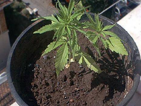 carbonia-posta-su-facebook-la-foto-della-piantina-di-marijuana-coltivata-in-casa-denunciato