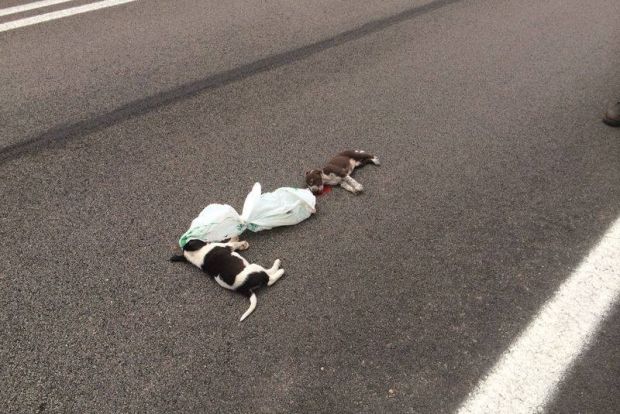 cuccioli-lanciati-in-strada-da-un-auto-in-corsa