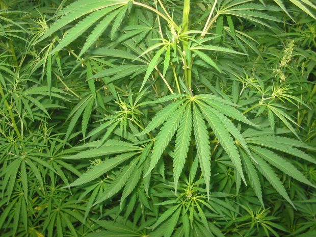 serramanna-piantagione-di-marijuana-in-giardino-arrestato-un-disoccupato