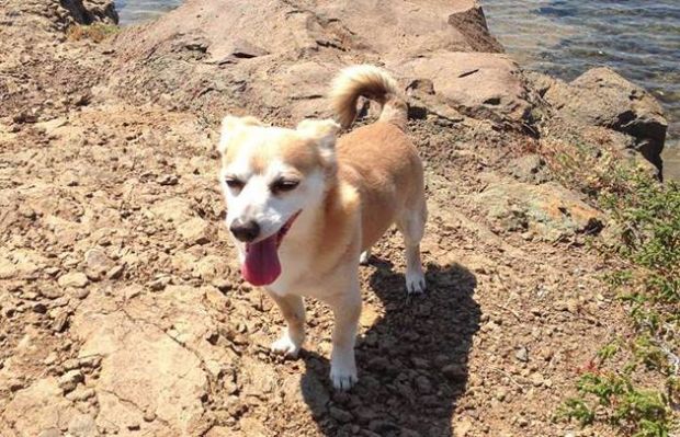 pula-calcione-al-cagnolino-che-fa-pip-and-igrave-in-spiaggia-denunciato