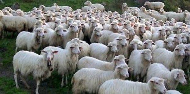 arbau-la-base-and-ldquo-pagare-ai-pastori-i-danni-della-lingua-blu-2013-and-rdquo