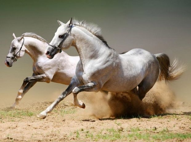 ippica-i-fantini-sardi-per-la-prima-volta-insieme