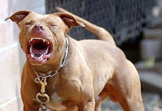 pitbull-azzanna-guardia-zoofila-denunciato-il-proprietario