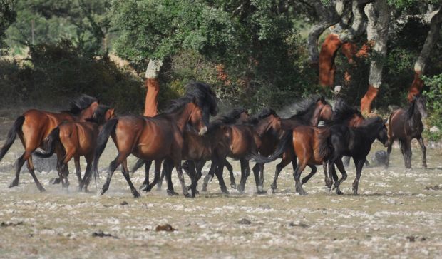 trecento-mila-euro-per-i-cavalllini-della-giara