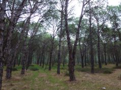 golf-a-torregrande-ambientalisti-all-and-rsquo-attacco-and-ldquo-tagliano-5-mila-alberi-and-rdquo