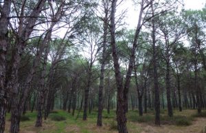 golf-a-torregrande-ambientalisti-all-and-rsquo-attacco-and-ldquo-tagliano-5-mila-alberi-and-rdquo