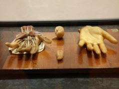 Duecento anni fa la morte del Susini, autore delle Cere anatomiche, la celebrazione in città duecento-anni-fa-la-morte-del-susini-autore-delle-cere-anatomiche-la-celebrazione-in-citt-and-agrave