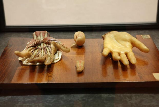 duecento-anni-fa-la-morte-del-susini-autore-delle-cere-anatomiche-la-celebrazione-in-citt-and-agrave