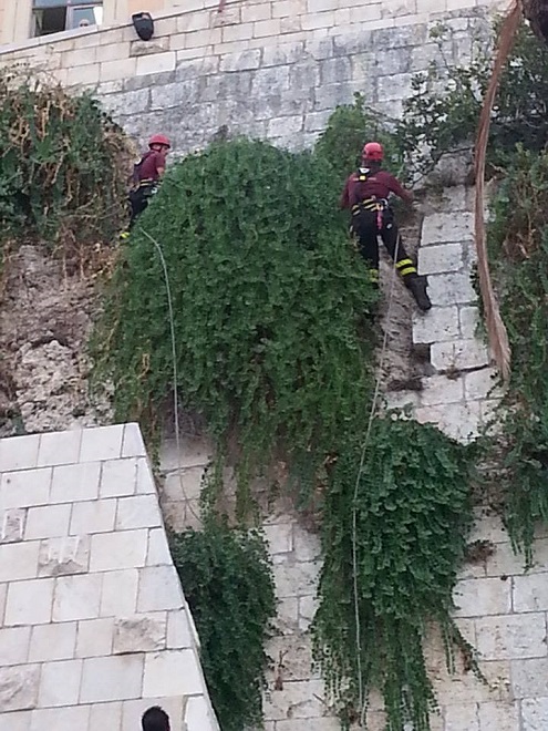 gattino-sulle-mura-di-castello-i-vigili-si-arrampicano-per-salvarlo