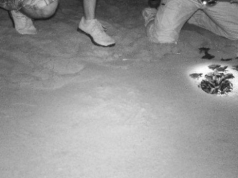 Cala Sinzias, schiuse le uova della Caretta Caretta, nate 50 tartarughe marine cala-sinzias-schiuse-le-uova-della-caretta-caretta-nate-50-tartarughe-marine