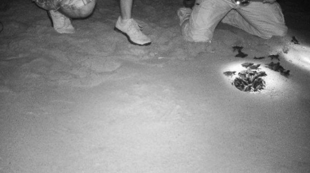 Cala Sinzias cala-sinzias-schiuse-le-uova-della-caretta-caretta-nate-50-tartarughe-marine