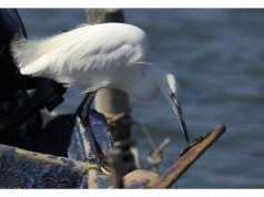 Birdwatch 2014, foto e censimento degli uccelli a Merceddì e San Giovanni birdwatch-2014-foto-e-censimento-degli-uccelli-a-mercedd-and-igrave-e-san-giovanni