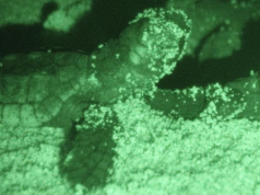 Nato stanotte l’ultimo tartarughino, conclusa la schiusa delle Caretta Caretta nato-stanotte-l-and-rsquo-ultimo-tartarughino-conclusa-la-schiusa-delle-caretta-caretta