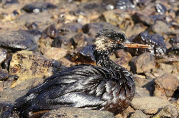 processo-disastro-ambientale-a-porto-torres-pm-and-ldquo-gravissime-responsabilit-and-agrave-eon-and-rdquo