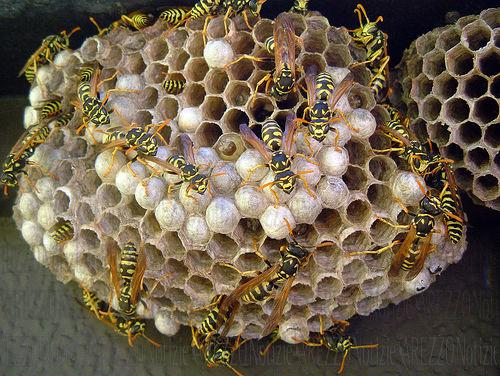 carbonia-alveari-a-scuola-lezioni-sospese