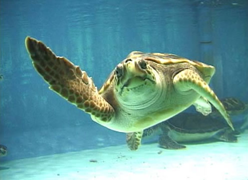 Caretta Caretta di 50 kg trovata morta a Dorgali caretta-caretta-di-50-kg-trovata-morta-a-dorgali