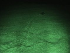 Caretta caretta, un’altra schiusa, sei tartarughini conquistano il mare caretta-caretta-un-and-rsquo-altra-schiusa-sei-tartarughini-conquistano-il-mare