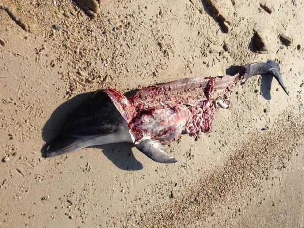Fanno a pezzi delfino mascotte per mangiarlo fanno-a-pezzi-delfino-mascotte-per-mangiarlo-l-and-rsquo-enpa-denuncia-e-avverte-and-ldquo-la-carne-and-egrave-tossica-and-rdquo
