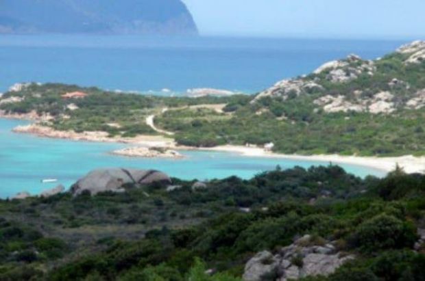 taglia-ginepro-secolare-con-la-motosega-denunciato