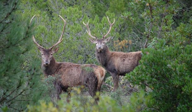 incornato-da-un-cervo-durante-una-gita-medico-salvato-da-un-collega